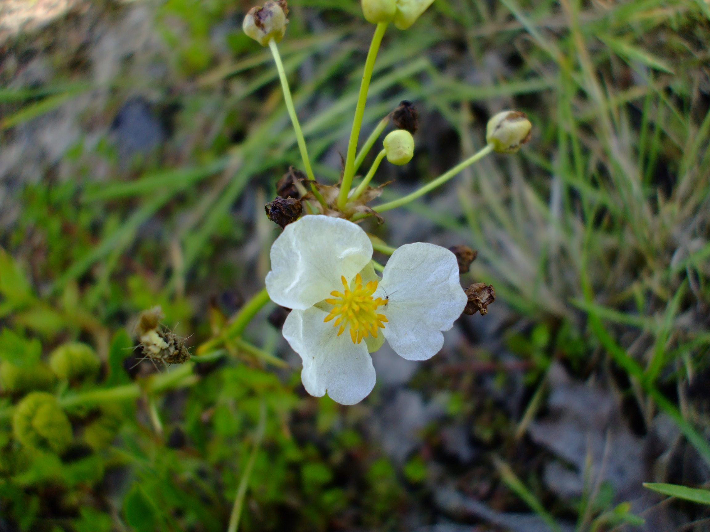 Sagittaria latifolia